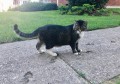 怎么会有这么可爱又傲娇的猫啊